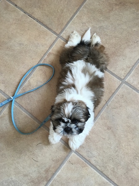 New puppy upset tummy