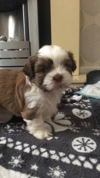 Can't wait for new puppyyyyyy!!!! Anyone else in waiting??