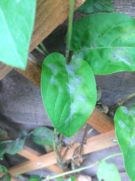 Honeysuckle woes.