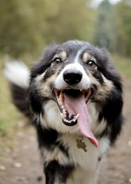 Does your dog attract attention?