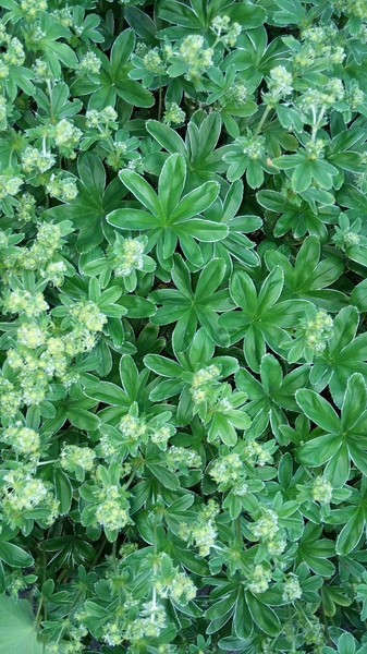 what's this plant?