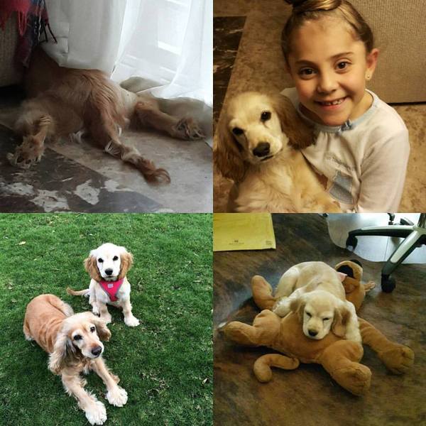 Key reasons for getting a dog - share them here - chance to WIN £300 NOW CLOSED