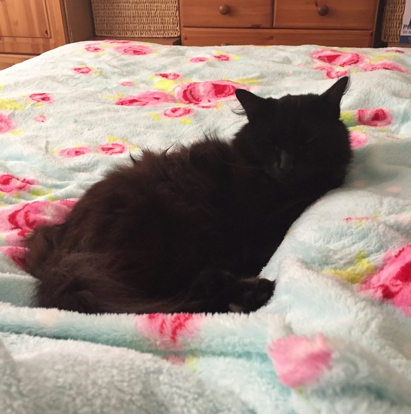 *UPDATE* Can I have my perfect cat?