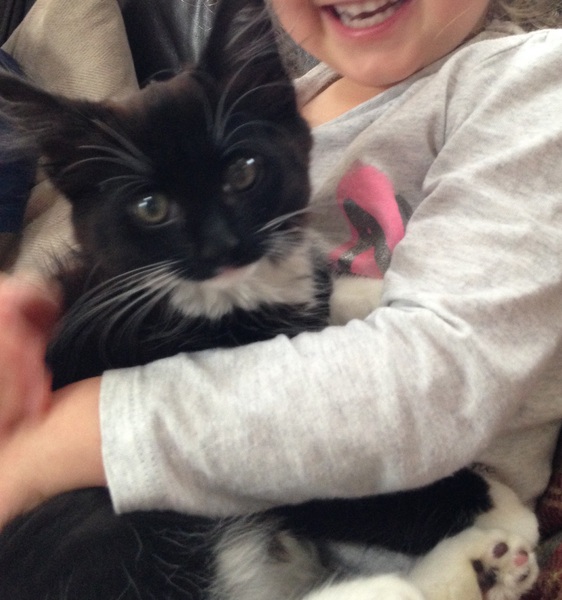 new kitten