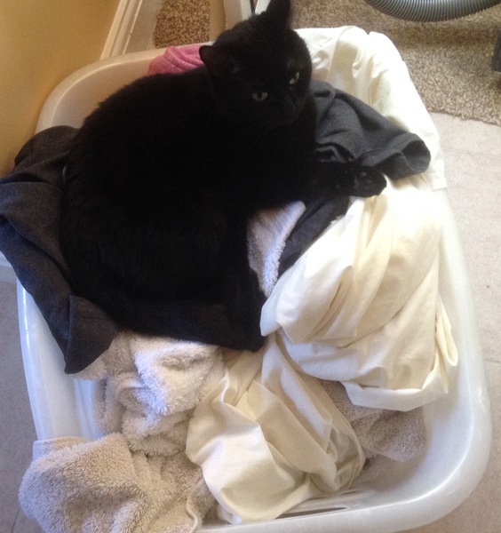 This isn't what I ordered!