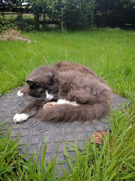 Russian Blue going bronze - anyone know why?