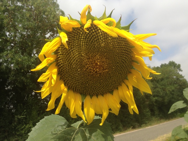 Tour de France 2016  velogames is open for business!!