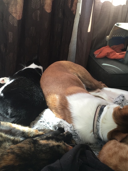 Kitten and dog playing