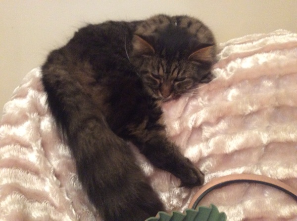 the paw - pictures