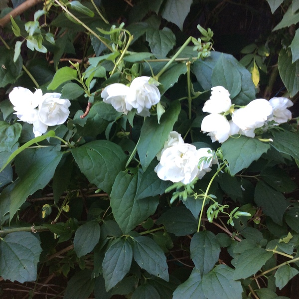 "in the midst of winter, I found there was within me, an invincible summer" Potting shed chat continues here