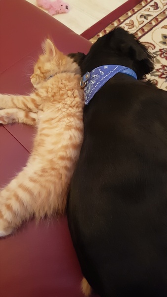Kitten and dog playing