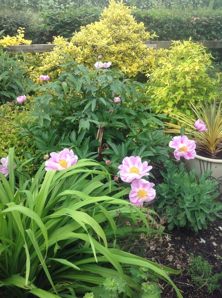 "in the midst of winter, I found there was within me, an invincible summer" Potting shed chat continues here