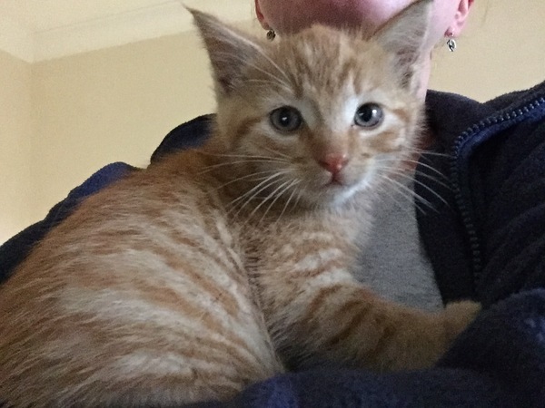 About to adopt a stray feral kitten and need advice!