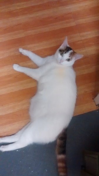I have an obese mog!
