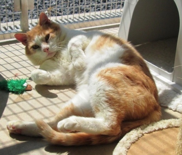 We may be getting a cat! am ridiculously excited