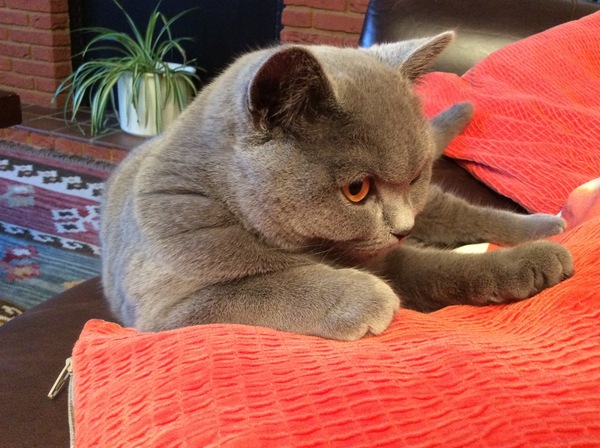 the paw - pictures