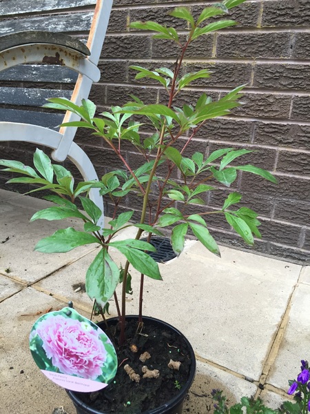 Peonies - where to plant?
