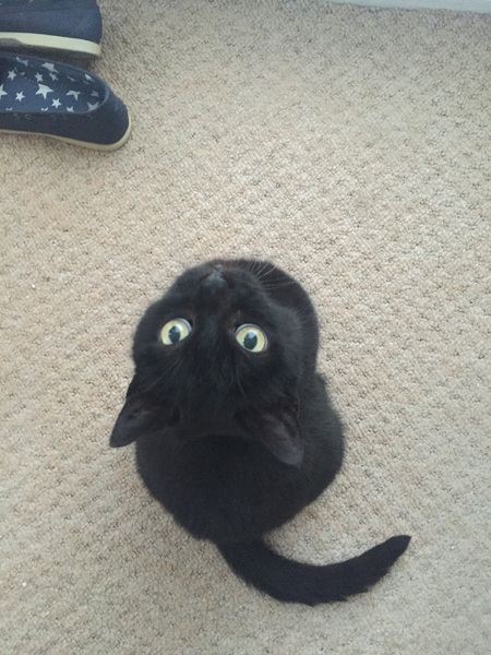 cozie or anyone? cat behaviour