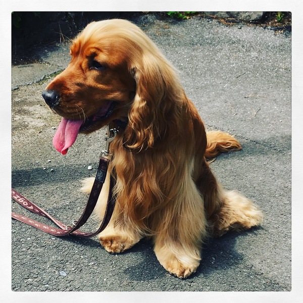 Does your dog attract attention?