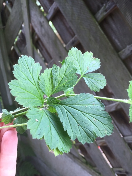 Does anyone know what plant this is?