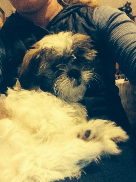 Brave Babes Battle Bus