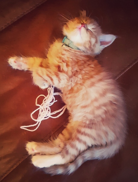 Meet Toki Kitten