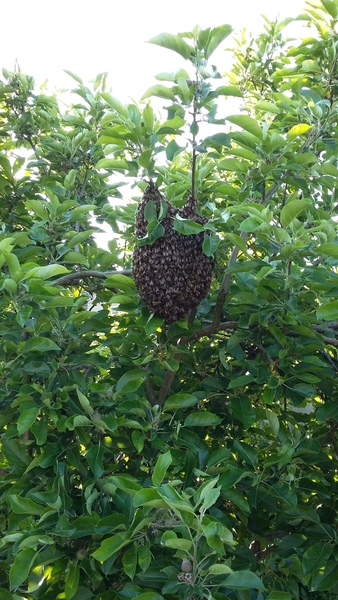 To pay a beekeeper to move a nest?