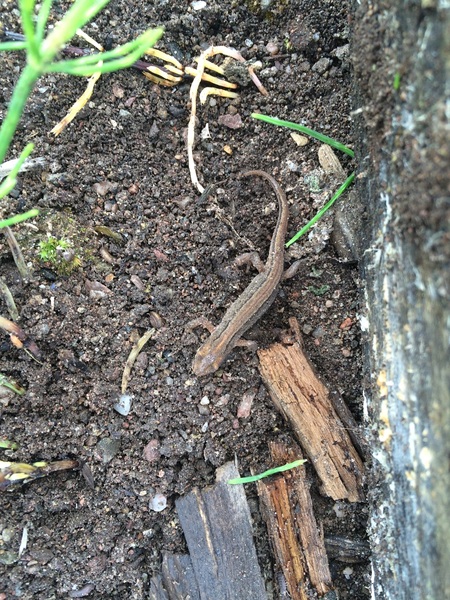 Allotment/Veg Patch Thread 6 -  Weed 'em and Reap!