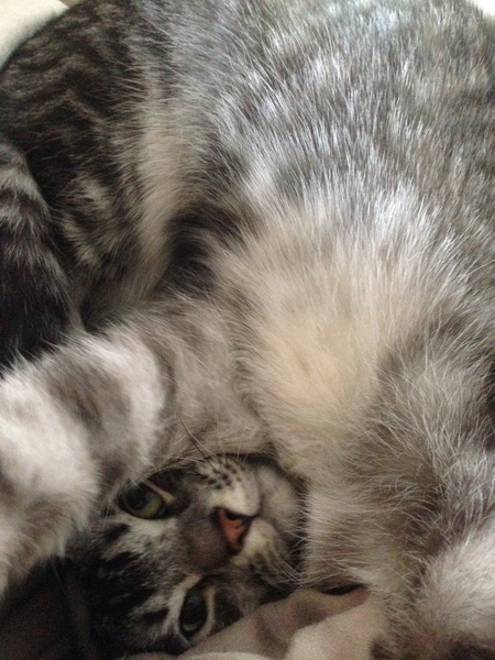 Where is a cat's belly button?!