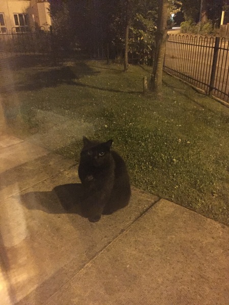 cozie or anyone? cat behaviour