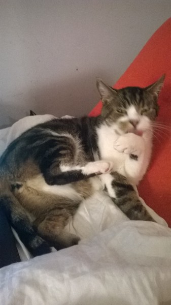 the paw - pictures