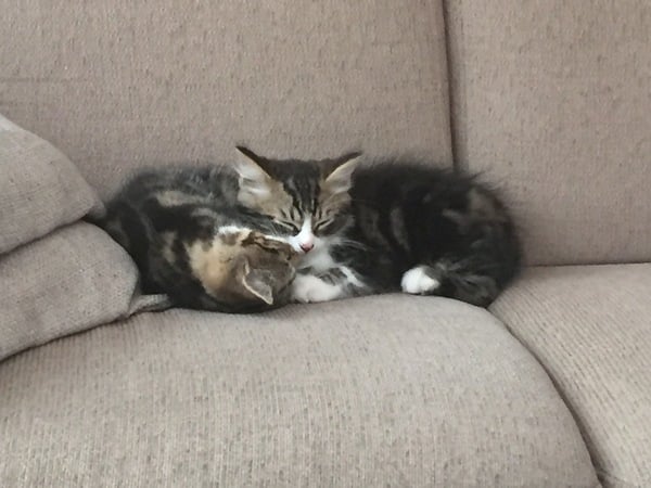 1 cat or 2?