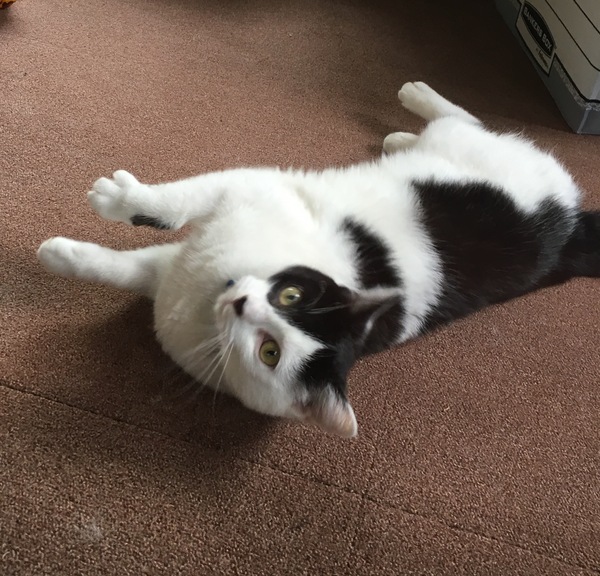 How much to keep a bloody cat?