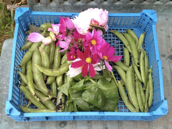 Allotment/Veg Patch Thread 6 -  Weed 'em and Reap!