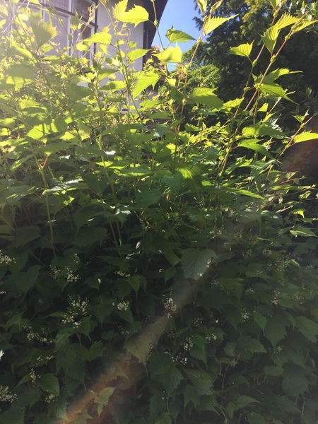 Plant ID help