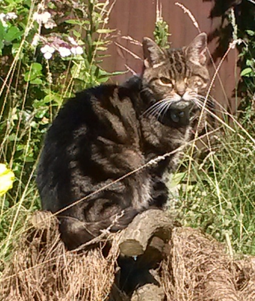 Cat needs eye removal :-(