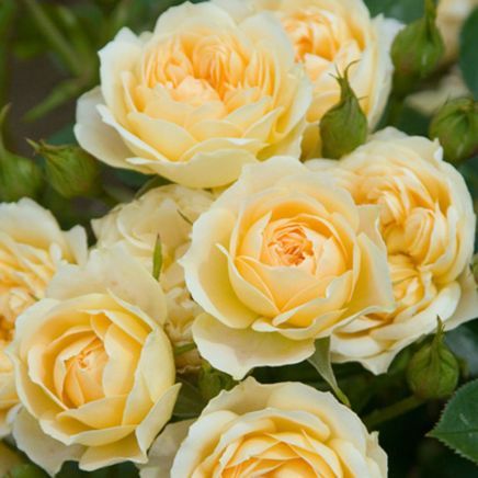 "in the midst of winter, I found there was within me, an invincible summer" Potting shed chat continues here
