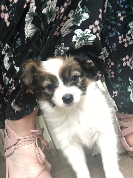 Can't wait for new puppyyyyyy!!!! Anyone else in waiting??