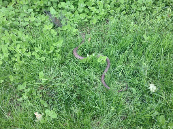 To ask you to look at the snake I found in the garden today? (title amended by MNHQ)