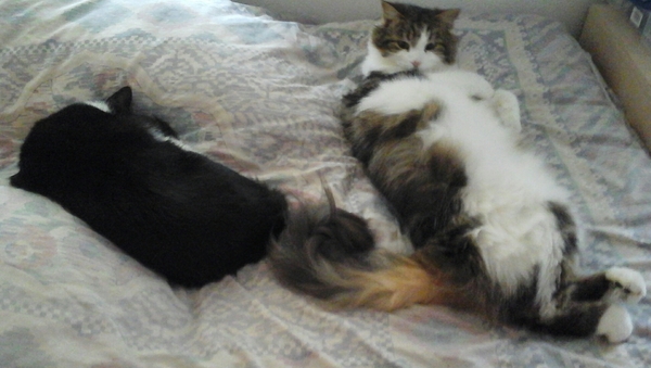 the paw - pictures