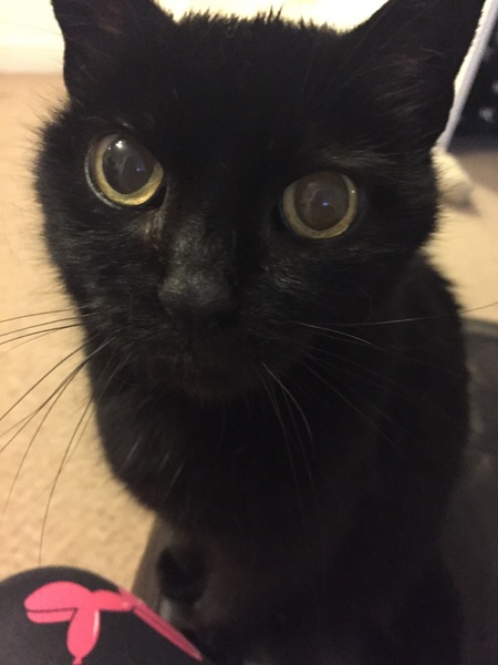 cozie or anyone? cat behaviour