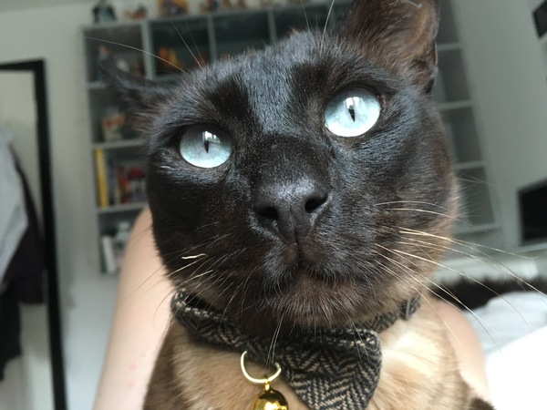 New cat keeps biting me, any ideas?