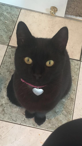 Cat is ALWAYS Hungry!
