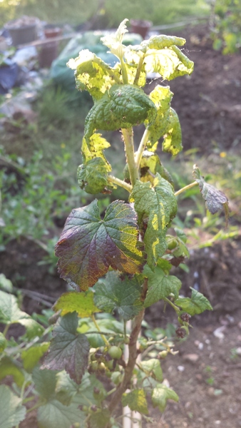 Allotment/Veg Patch Thread 6 -  Weed 'em and Reap!