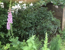 "in the midst of winter, I found there was within me, an invincible summer" Potting shed chat continues here