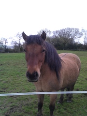 Any highland pony people here