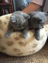 2 kittens