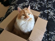 the paw - pictures