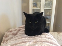 the paw - pictures