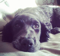 Key reasons for getting a dog - share them here - chance to WIN £300 NOW CLOSED